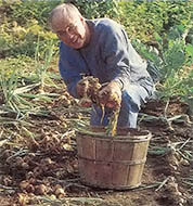 The author digs this year's crop of onions.